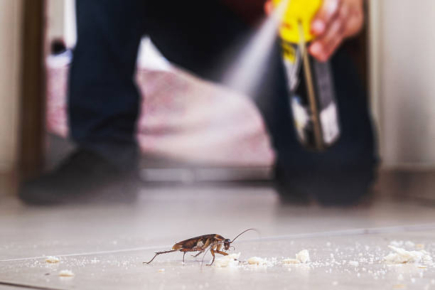 Flea Control Services in Brawley, CA