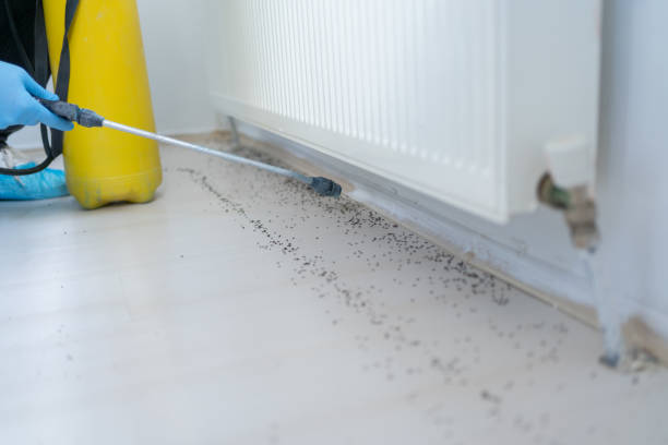 Reliable Brawley, CA Pest Control Solutions